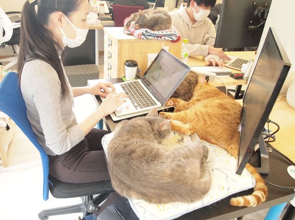 キーボードを叩く社員の横で猫たちがゴロゴロ（Ｃ）日刊ゲンダイ