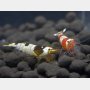 育てたエビが1匹1万円にも！ 趣味の延長で始めた養殖とアクアリウムの世界