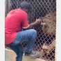 ライオンが職員の指をガブリっ！ ジャマイカの動物園での衝撃映像が話題