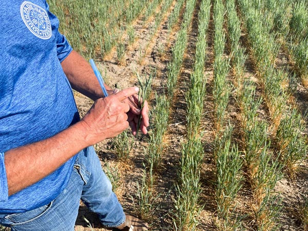 米カンザス州、干ばつにより発育不良の秋播き小麦を調べる小麦品質会議偵察員の農場経営者（Ｃ）ロイター