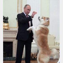 秋田犬「ゆめ」と遊ぶロシアのプーチン大統領（Ｃ）ロイター