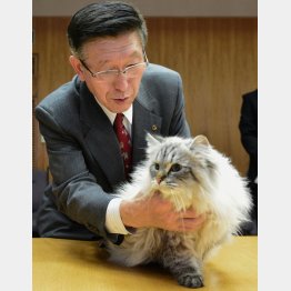 ロシアのプーチン大統領からプレゼントされたシベリア猫「ミール」を抱く秋田県の佐竹敬久知事（代表撮影）