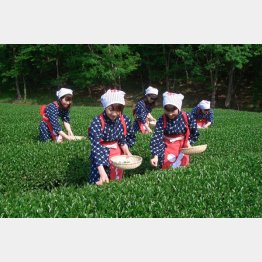 茶摘み体験（静岡県伊豆の国市）／提供写真
