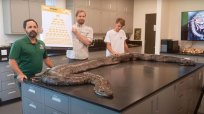 フロリダ州史上最大！ 捕獲された体重97キロのニシキヘビが最後に食べていたのは…