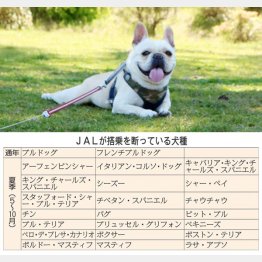 通年で搭乗を断っている犬種も（Ｃ）日刊ゲンダイ