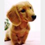 犬猫の熱中症対策どうする？ エアコンの「設定温度28度」は暑すぎだった