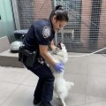 高温の車内に24時間放置された犬が…飼い主は起訴、救助した米NYの警官が里親に！