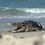 奇麗なビーチに潜む危険…スキューバダイビングの聖地で散策中にワニに襲われる
