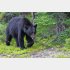 ダイニングルームに181キロのアメリカグマが…（写真はイメージ）／（Ｃ）PIXTA