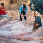 体高12m、体長25m！ ポルトガルで欧州最大の恐竜の化石を発見