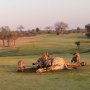 南ア「世界一危険なゴルフコース」の日常 ライオンに襲われたキリンに群がる20頭のハイエナ