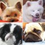全日本趣味起業協会の戸田充広さん（6）フォロワーを増やすために「犬の変顔コンテスト」開催