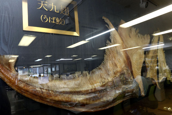 オフィスに展示されていたウバザメのヒレの剥製（Ｃ）日刊ゲンダイ