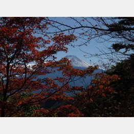紅葉越しに富士山が（提供写真）