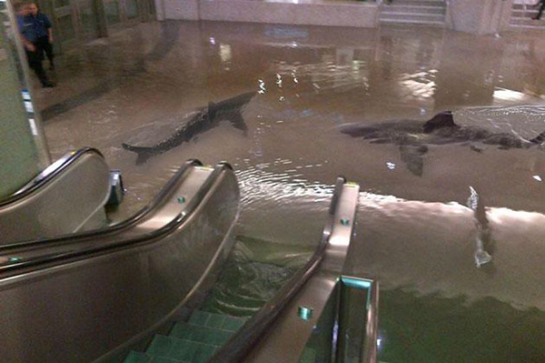 えーっ！ショッピングモールでサメが泳いでる？？（ツイッターから）