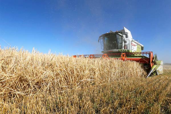 小麦の収穫が激減のウクライナ（写真＝2016年資料）／（Ｃ）ロイター