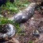 巨大なニシキヘビのお腹から出てきたのは…丸のみにされたインドネシア女性の悲劇