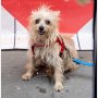 「誰もボクを引き取ってくれない…」NY里親募集イベントで“無視された犬”の動画が大バズり！