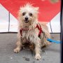 「誰もボクを引き取ってくれない…」NY里親募集イベントで“無視された犬”の動画が大バズり！