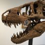 なんと29億円！ 競売にかけられるティラノサウルスの頭蓋骨に研究者「がっかり」のワケ