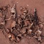 ケニアの「史上最悪の干ばつ」で干からびた動物の死骸が山積み…衝撃写真が話題に