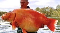 英国男性が激闘の末、釣った魚の正体は…重さ30キロの「金魚」？