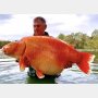 英国男性が激闘の末、釣った魚の正体は…重さ30キロの「金魚」？