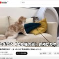 YouTubeで最も視聴されたギネス記録の猫「もちまる」が度々炎上 虐待との声に獣医の意見は？