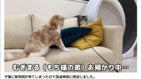 YouTubeで最も視聴されたギネス記録の猫「もちまる」が度々炎上 虐待との声に獣医の意見は？