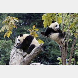 上野動物園ではオリジナルグッズがもらえる（双子のジャイアントパンダ、オスのシャオシャオとメスのレイレイ＝左）／（Ｃ）共同通信社