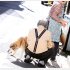 ペットも励みに（Ｃ）日刊ゲンダイ