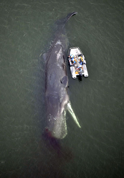 大阪市の淀川河口近くで見つかったクジラ。13日に死亡が確認（Ｃ）共同通信社