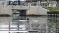 イルカが小川に迷い込んで…米フロリダ州で海に戻す“人海戦術”が見事に成功！