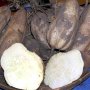 芋焼酎が「減産」の憂き目で晩酌ピンチ？ 鹿児島のサツマイモを襲う伝染病の正体