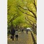 維新が大阪の街路樹1万本伐採計画…チグハグな「木を切る改革」よりも“害虫”退治が必要だ