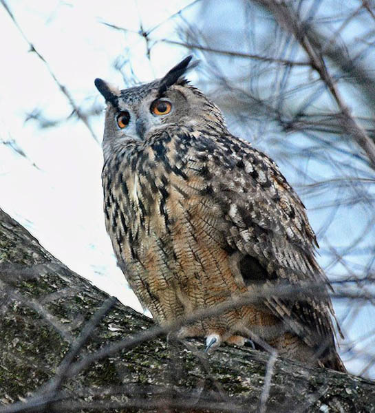 （米野鳥観察団体「マンハッタン・バード・アラート」のツイッターから）