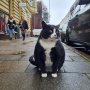 無愛想な“おデブ猫”がポーランドの観光名所に！ ガン無視されるのが「たまらない」と世界中で話題