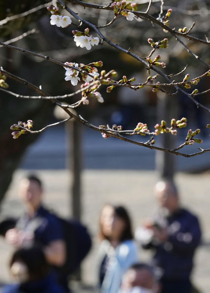 東京は14日に桜が開花（Ｃ）共同通信社