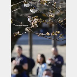 東京は14日に桜が開花（Ｃ）共同通信社