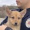 犬かコヨーテか？ テキサス州で保護された動物 DNA検査の結果で分かった正体