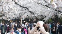 侍ジャパン快進撃で今年の花見は“狂乱の宴”に？ 東京都は自粛要請せず3年我慢の反動か