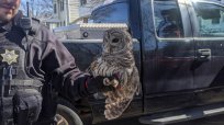 米オハイオ州ハミルトンの一軒家で一酸化炭素のアラーム その原因は…フクロウだった！