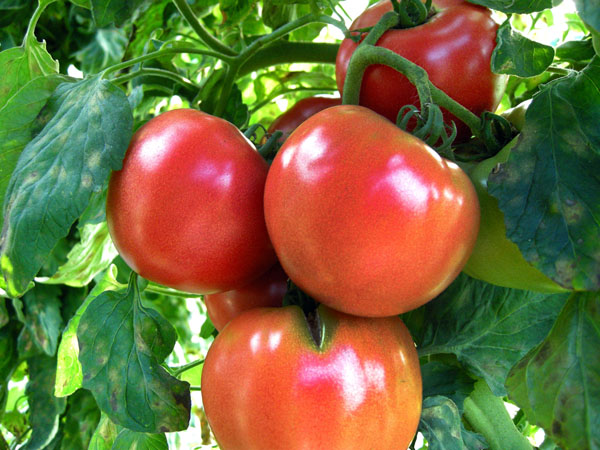 トマトの会社から野菜の会社へ（Ｃ）日刊ゲンダイ