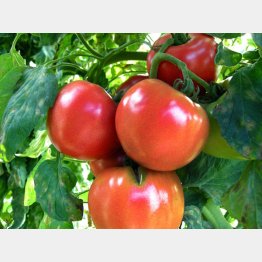トマトの会社から野菜の会社へ（Ｃ）日刊ゲンダイ