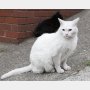 猫の3種混合ワクチンは飼い主が納得してから 接種の必要性と注意点