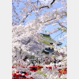 青森県弘前市の弘前公園で満開となった桜を楽しむ人たち（Ｃ）共同通信社