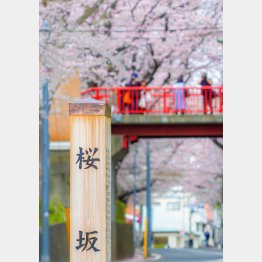 桜橋（東京都大田区）