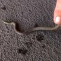 掃除機で吸い取られた赤ちゃん毒蛇を無事捕獲…豪州の意外な救出劇が話題
