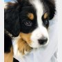 犬と猫のワクチンガイドライン 不十分な抗体検査を接種判定に使うおかしさ