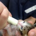 「この子だけ捨てられていてかわいそう」と病院に…果たしてそれは動物愛護でしょうか